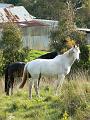 Horses, Near Hahndorf P1080758